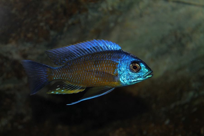 Copadichromis borleyi 'Namalenje Island'